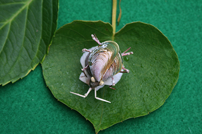 かいのどうぶつえん（昆虫類館）：カメムシ16