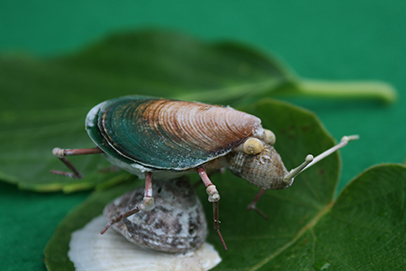 かいのどうぶつえん（昆虫類館）：カメムシ17