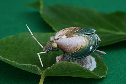 かいのどうぶつえん（昆虫類館）：カメムシ20