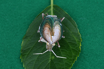 かいのどうぶつえん（昆虫類館）：カメムシ22