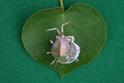 かいのどうぶつえん（昆虫類館）：カメムシ28