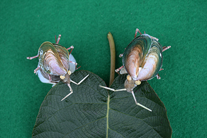 かいのどうぶつえん（昆虫類館）：カメムシ29