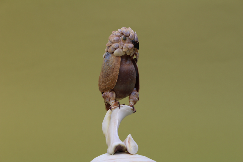 かいのどうぶつえん（鳥類館）：ダルマワシ