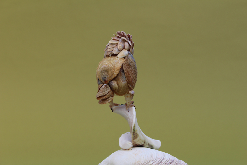 かいのどうぶつえん（鳥類館）：ダルマワシ