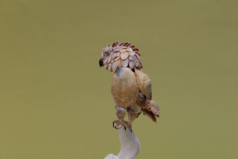 かいのどうぶつえん（鳥類館）：ダルマワシ
