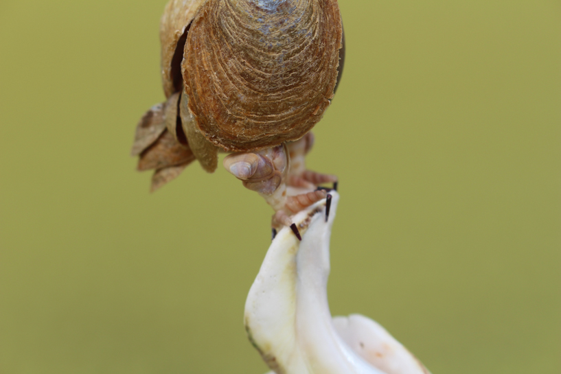 かいのどうぶつえん（鳥類館）：ダルマワシ