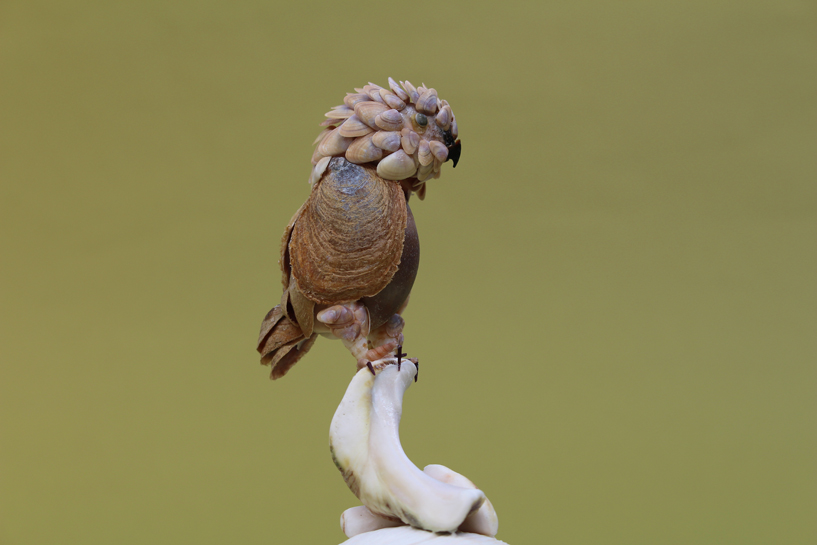 かいのどうぶつえん（鳥類館）：ダルマワシ