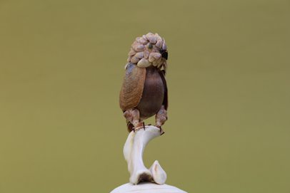 かいのどうぶつえん（鳥類館）：ダルマワシ