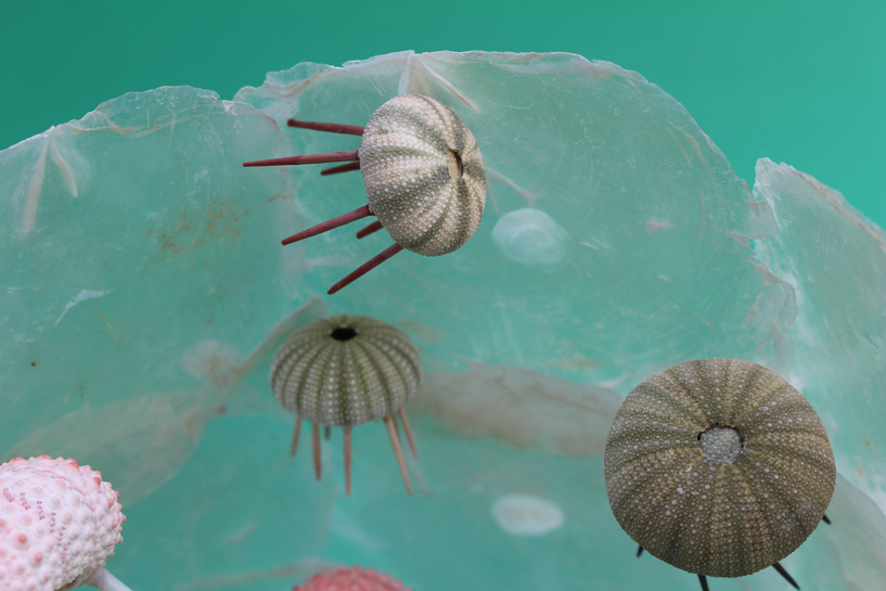 かいのどうぶつえん（水族館1）：クラゲの群舞