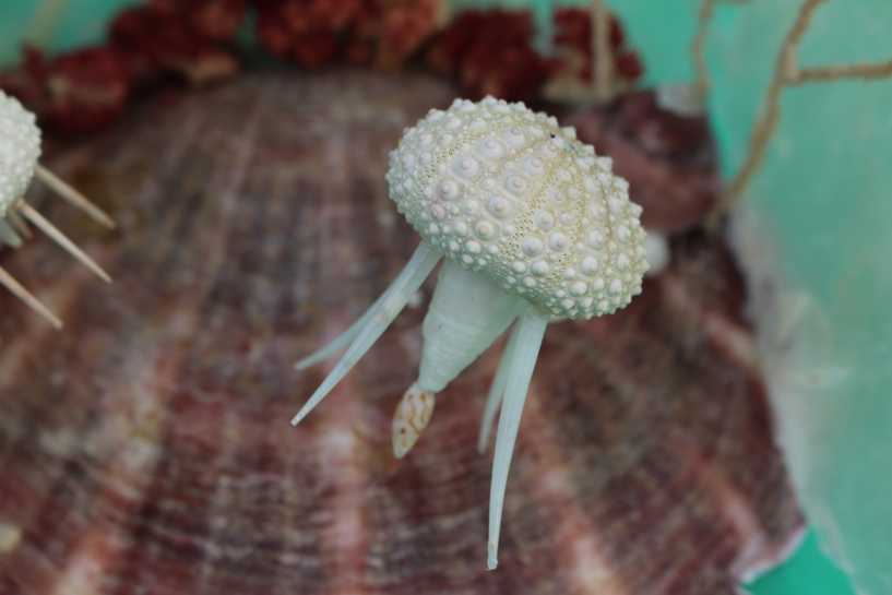 かいのどうぶつえん（水族館1）：クラゲの群舞