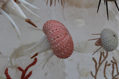 かいのどうぶつえん（水族館1）：クラゲの群舞