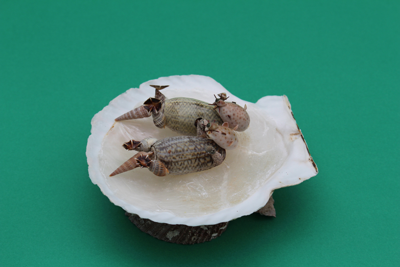 かいのどうぶつえん(水族館2):ラッコ姉妹