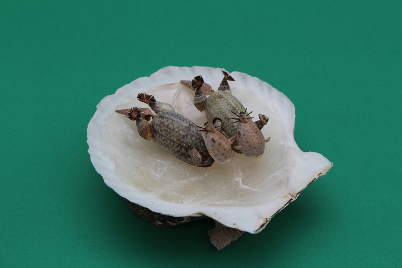 かいのどうぶつえん(水族館2):ラッコ姉妹