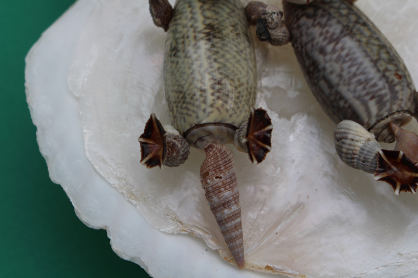 かいのどうぶつえん(水族館2):ラッコ姉妹