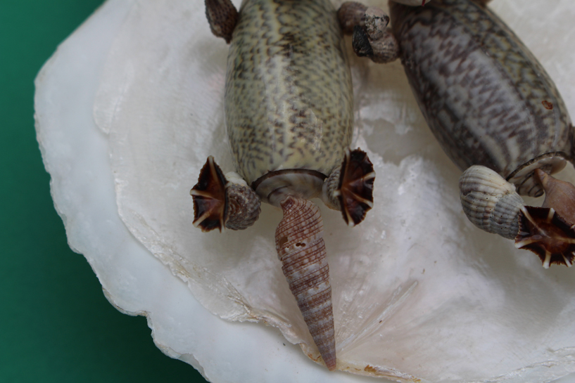 かいのどうぶつえん（水族館2）：ラッコ姉妹