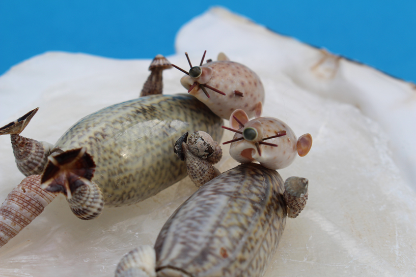 かいのどうぶつえん（水族館2）：ラッコ姉妹