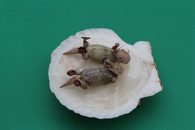 かいのどうぶつえん(水族館2):ラッコ姉妹