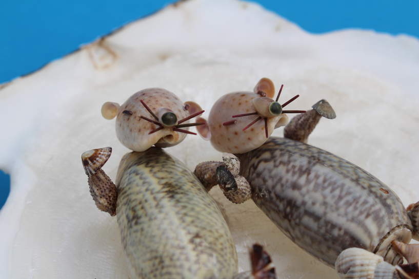 かいのどうぶつえん（水族館2）：ラッコ姉妹