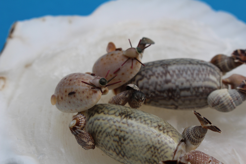 かいのどうぶつえん（水族館2）：ラッコ姉妹