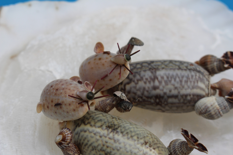 かいのどうぶつえん(水族館2):ラッコ姉妹