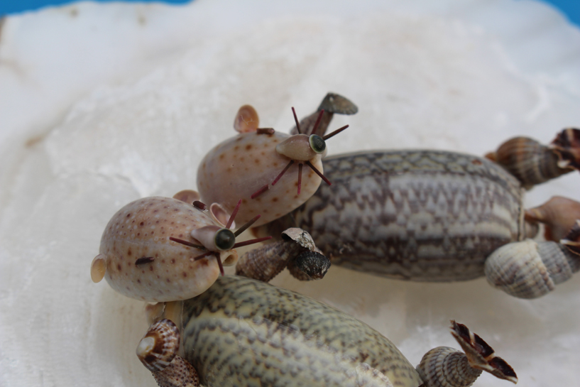 かいのどうぶつえん（水族館2）：ラッコ姉妹