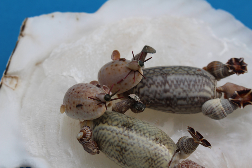 かいのどうぶつえん(水族館2):ラッコ姉妹
