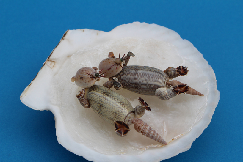かいのどうぶつえん(水族館2):ラッコ姉妹