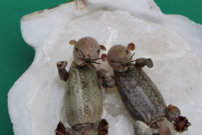 かいのどうぶつえん（水族館2）：ラッコ姉妹