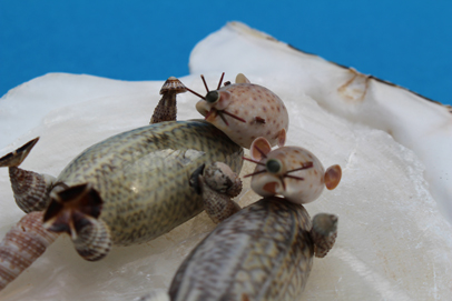 かいのどうぶつえん（水族館2）：ラッコ姉妹