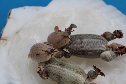 かいのどうぶつえん（水族館2）：ラッコ姉妹