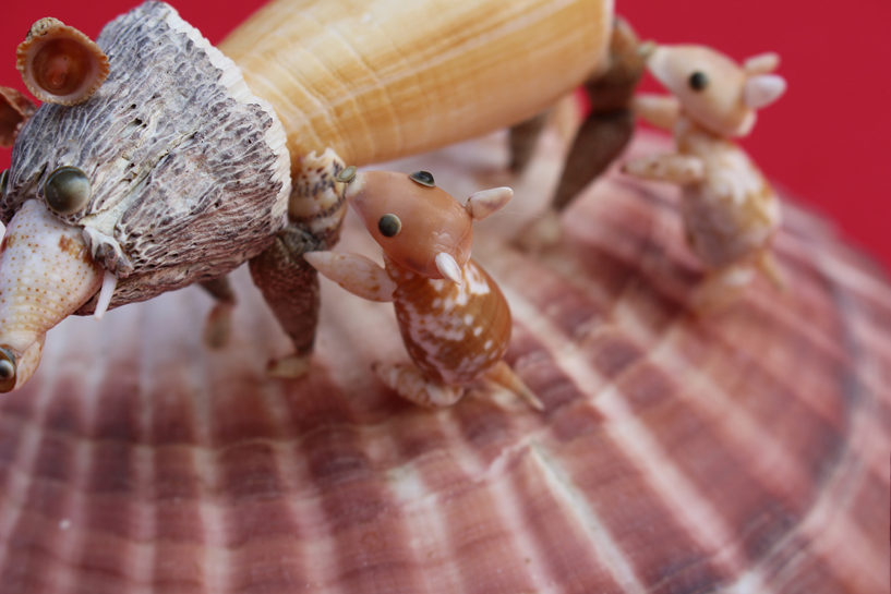 かいのどうぶつえん（野生動物館）：亥2019