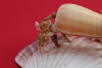 かいのどうぶつえん（野生動物館）：亥2019