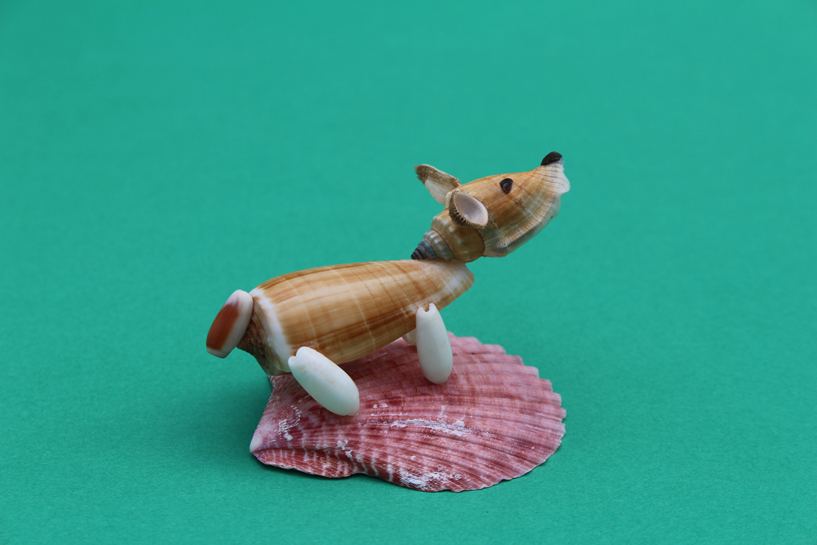 かいのどうぶつえん（ペット館）：ウェルシュコーギー