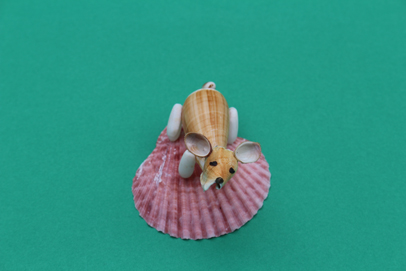 かいのどうぶつえん（ペット館）：ウェルシュコーギー