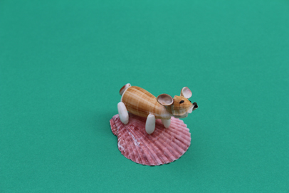 かいのどうぶつえん（ペット館）：ウェルシュコーギー