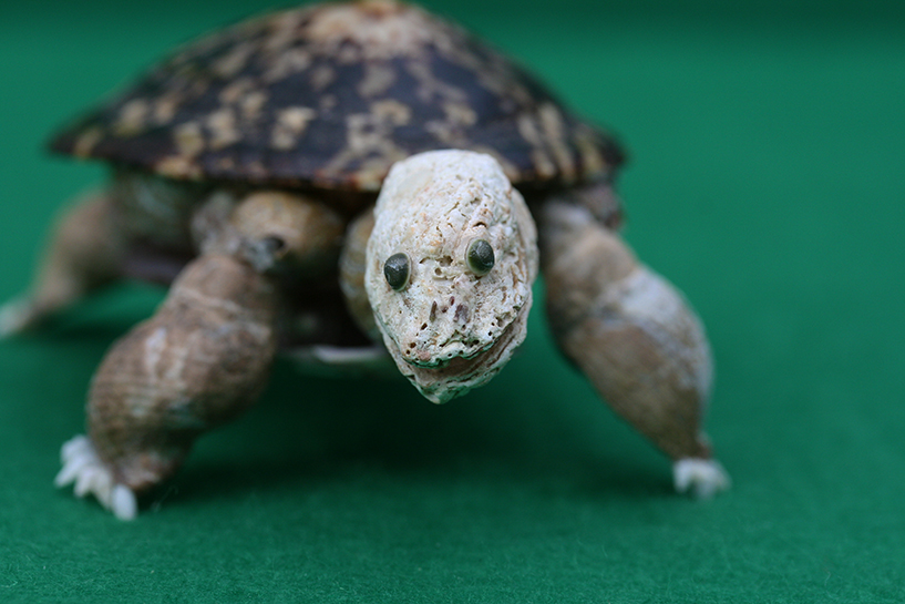 かいのどうぶつえん（爬虫類館）：ゾウガメ21