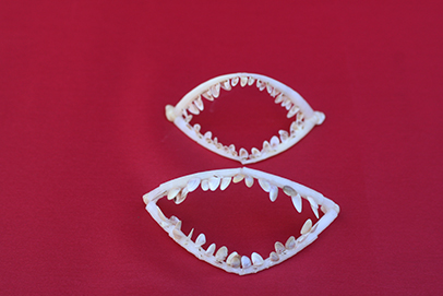 かいのどうぶつえん（水族館1）：サメの歯05