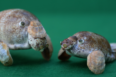 かいのどうぶつえん（水族館2）：マナティ16