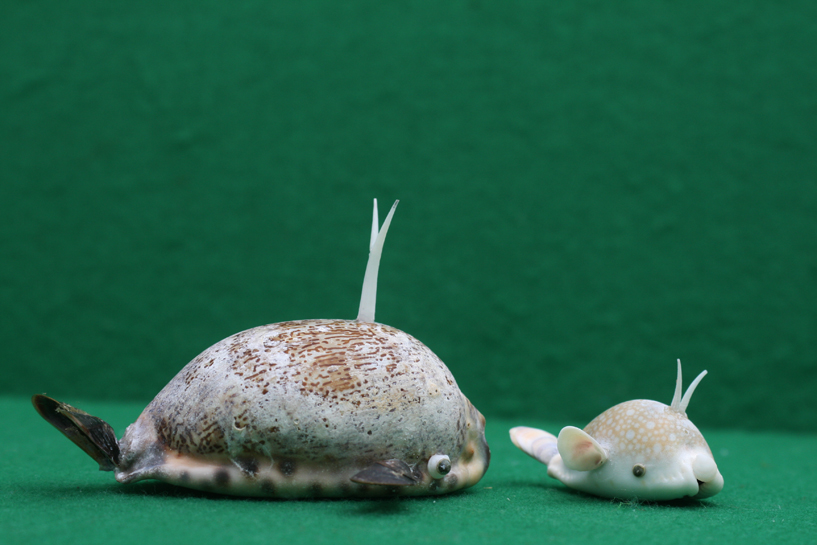 かいのどうぶつえん(水族館2):クジラ親子01