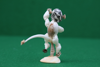 かいのどうぶつえん（類人猿館）：ベローシファカ12